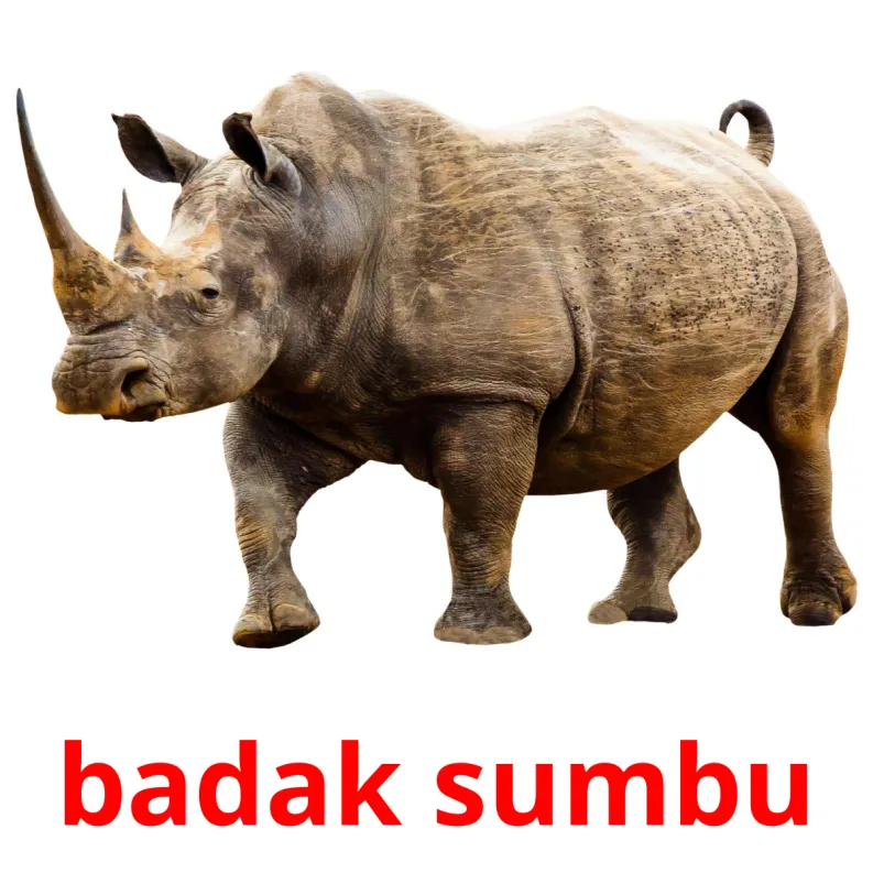 badak sumbu in english - Liam Jackson